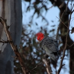 Callocephalon fimbriatum at Hughes, ACT - 6 Jan 2023