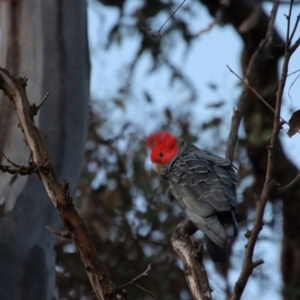 Callocephalon fimbriatum at Hughes, ACT - suppressed