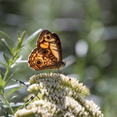 Geitoneura acantha (Ringed Xenica) at Mongarlowe River - 8 Jan 2023 by LisaH