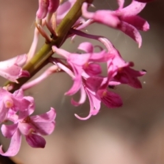 Dipodium roseum (Rosy Hyacinth Orchid) at Mongarlowe, NSW - 8 Jan 2023 by LisaH