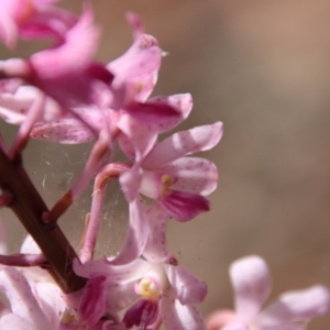 Dipodium roseum at Mongarlowe, NSW - 8 Jan 2023