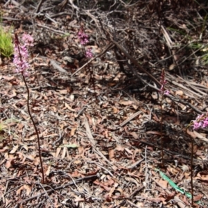 Dipodium roseum at Mongarlowe, NSW - 8 Jan 2023