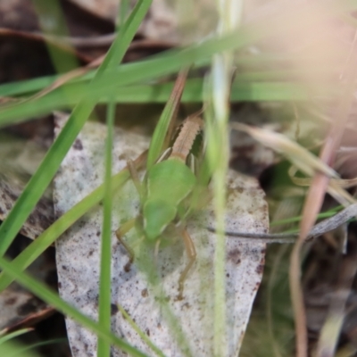 Praxibulus sp. (genus) (A grasshopper) at Mongarlowe River - 8 Jan 2023 by LisaH