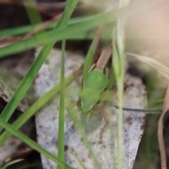 Praxibulus sp. (genus) at Mongarlowe, NSW - 8 Jan 2023