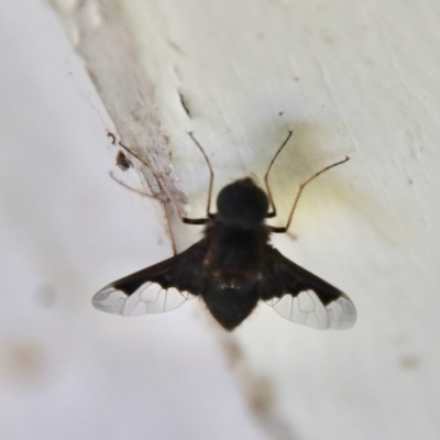 Anthrax dolabratus (Bee fly) at QPRC LGA - 8 Jan 2023 by LisaH