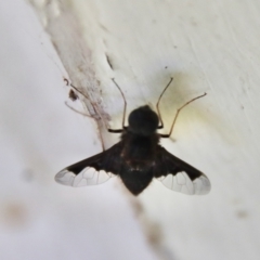 Anthrax dolabratus (Bee fly) at Mongarlowe, NSW - 8 Jan 2023 by LisaH