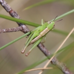 Praxibulus sp. (genus) (A grasshopper) at Mongarlowe, NSW - 8 Jan 2023 by LisaH