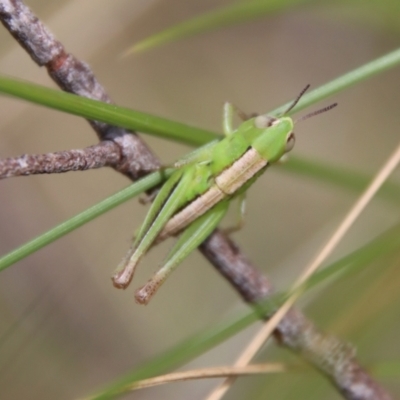 Praxibulus sp. (genus) (A grasshopper) at QPRC LGA - 8 Jan 2023 by LisaH