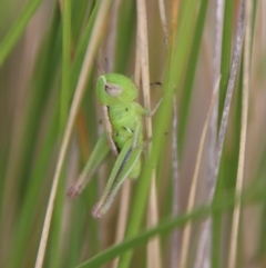 Praxibulus sp. (genus) at Mongarlowe, NSW - 8 Jan 2023