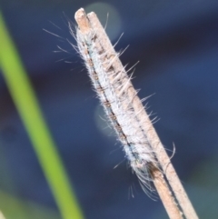 Anthela (genus) immature (Unidentified Anthelid Moth) at Mongarlowe, NSW - 8 Jan 2023 by LisaH