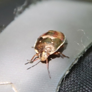 Cermatulus nasalis at Mongarlowe, NSW - suppressed