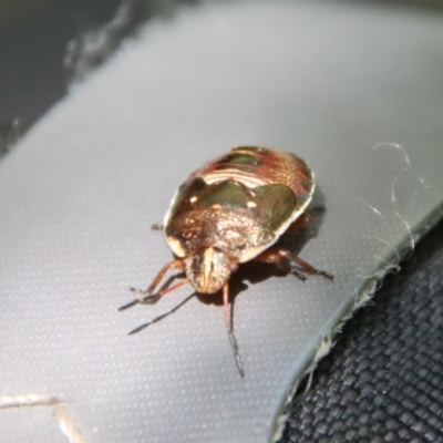 Unidentified True bug (Hemiptera, Heteroptera) at QPRC LGA - 8 Jan 2023 by LisaH