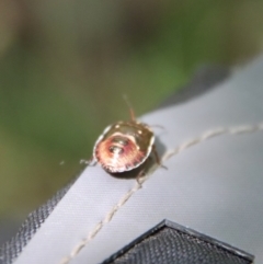 Cermatulus nasalis at Mongarlowe, NSW - suppressed