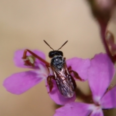 Exoneura sp. (genus) (A reed bee) at Mongarlowe River - 8 Jan 2023 by LisaH