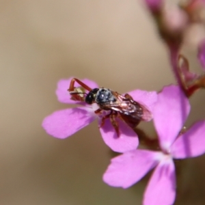 Exoneura sp. (genus) at Mongarlowe, NSW - 8 Jan 2023