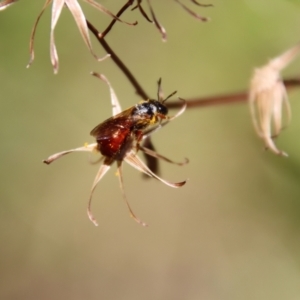 Exoneura sp. (genus) at Mongarlowe, NSW - 8 Jan 2023