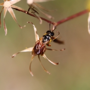 Exoneura sp. (genus) at Mongarlowe, NSW - 8 Jan 2023