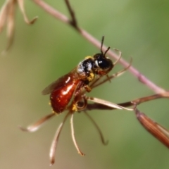 Exoneura sp. (genus) at Mongarlowe, NSW - 8 Jan 2023