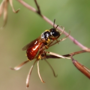 Exoneura sp. (genus) at Mongarlowe, NSW - 8 Jan 2023