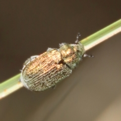 Diphucephala sp. (genus) (Green Scarab Beetle) at Mongarlowe River - 8 Jan 2023 by LisaH