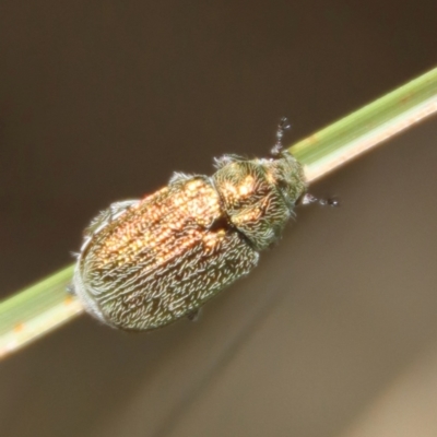 Diphucephala sp. (genus) (Green Scarab Beetle) at Mongarlowe River - 8 Jan 2023 by LisaH