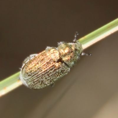 Diphucephala sp. (genus) (Green Scarab Beetle) at Mongarlowe, NSW - 8 Jan 2023 by LisaH
