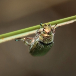 Diphucephala sp. (genus) at Mongarlowe, NSW - 8 Jan 2023