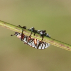 Diphucephala sp. (genus) at Mongarlowe, NSW - 8 Jan 2023