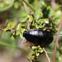 Platyzosteria melanaria at Mongarlowe, NSW - 8 Jan 2023 by LisaH