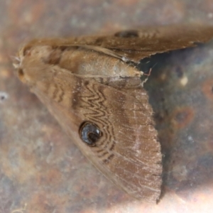 Dasypodia selenophora at Mongarlowe, NSW - 8 Jan 2023