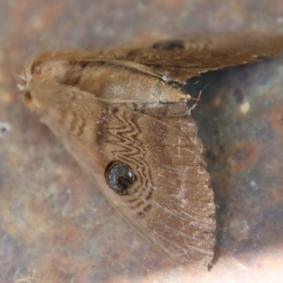 Dasypodia selenophora (Southern old lady moth) at Mongarlowe, NSW - 8 Jan 2023 by LisaH