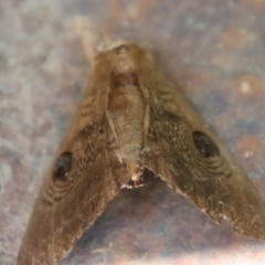 Dasypodia selenophora at Mongarlowe, NSW - 8 Jan 2023