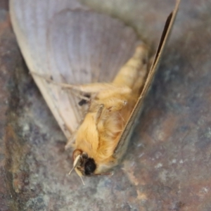 Dasypodia selenophora at Mongarlowe, NSW - 8 Jan 2023