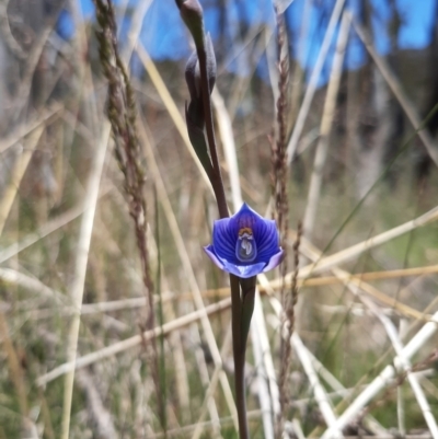 Thelymitra alpicola (Striped Alpine Sun Orchid) at Gibraltar Pines - 8 Jan 2023 by SuziBond