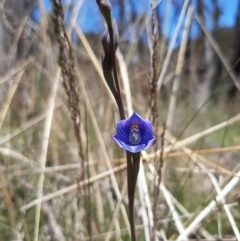 Thelymitra alpicola (Striped Alpine Sun Orchid) at Paddys River, ACT - 8 Jan 2023 by SuziBond