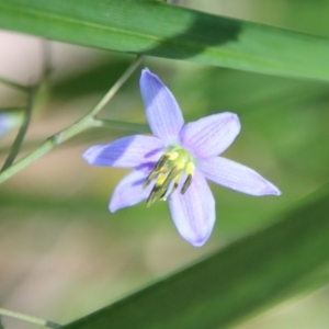 Dianella sp. at Mongarlowe, NSW - suppressed