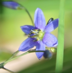 Dianella sp. at Mongarlowe, NSW - suppressed