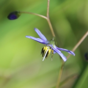 Dianella sp. at Mongarlowe, NSW - suppressed