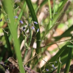 Dianella sp. at Mongarlowe, NSW - suppressed