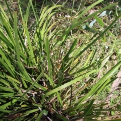 Dianella sp. at Mongarlowe, NSW - suppressed