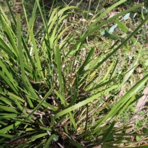 Dianella sp. at Mongarlowe, NSW - 8 Jan 2023