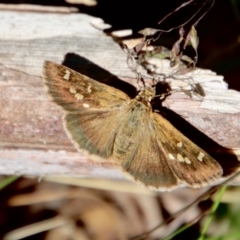 Toxidia parvula (Banded Grass-skipper) at QPRC LGA - 8 Jan 2023 by LisaH