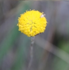 Leptorhynchos squamatus subsp. squamatus (Scaly Buttons) at Deakin, ACT - 7 Jan 2023 by LisaH