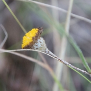 Leptorhynchos squamatus subsp. squamatus at Deakin, ACT - 7 Jan 2023 07:40 PM