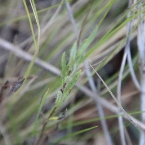 Leptorhynchos squamatus subsp. squamatus at Deakin, ACT - 7 Jan 2023