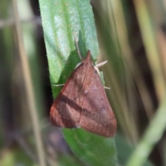 Uresiphita ornithopteralis (Tree Lucerne Moth) at GG139 - 7 Jan 2023 by LisaH