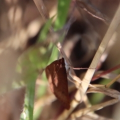 Uresiphita ornithopteralis at Deakin, ACT - 7 Jan 2023