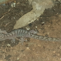 Christinus marmoratus (Southern Marbled Gecko) at Latham, ACT - 10 Nov 2022 by LD12