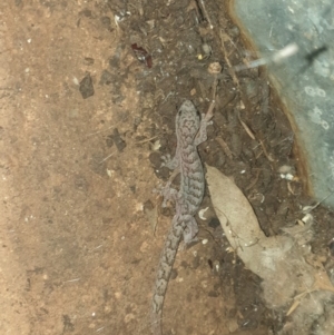 Christinus marmoratus at Latham, ACT - 10 Nov 2022