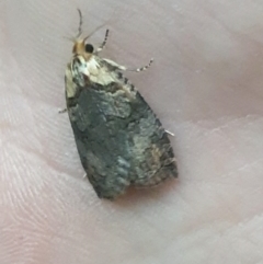 Cryptoptila immersana (A Tortricid moth) at Turner, ACT - 10 Nov 2022 by LD12